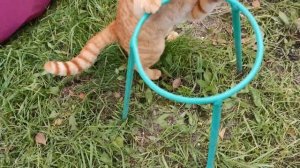 Подставки и подвесы для петунии, сделанные своими руками.