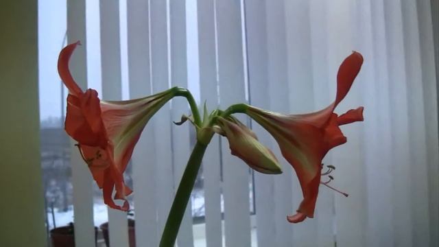 И СНОВА ГИППЕАСТРУМ (Hippeastrum) смотреть онлайн