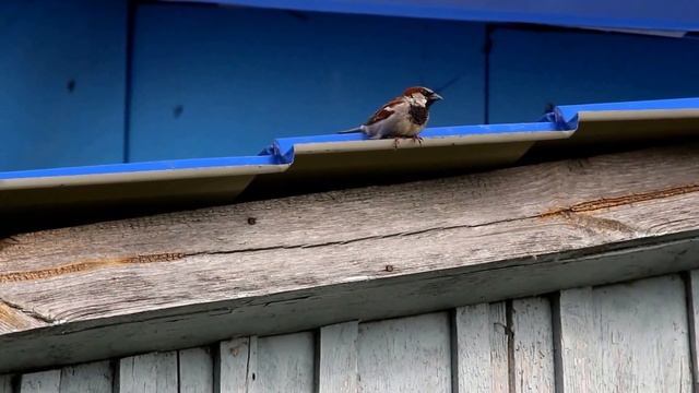 Воробей чирикает | Nature_My village смотреть онлайн