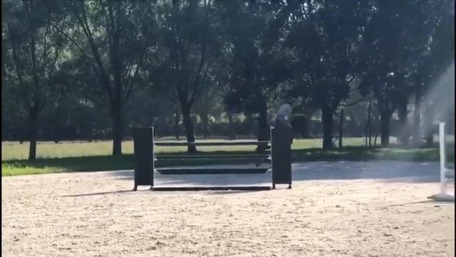 5 yo Verdi x mister blue gelding sold 🇺🇸🇺🇸 смотреть онлайн