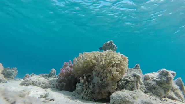Anemone Fish, Red Sea, Hurghada смотреть онлайн
