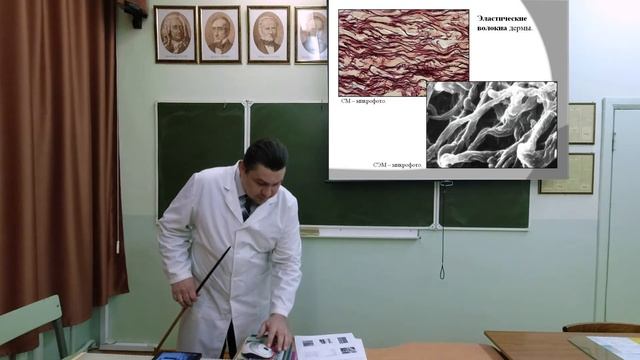 Соединительные ткани. Собственно соединительная ткань смотреть онлайн