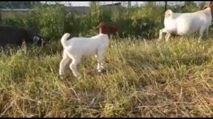 Бурская порода коз. Мясная порода коз. Казахстан. Сарыагаш.