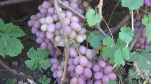 Сорт Винограда Гурман Радужный. Урожай. Виноград 2018