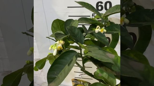 Лимон Липо/Империал /Citrus Lipo