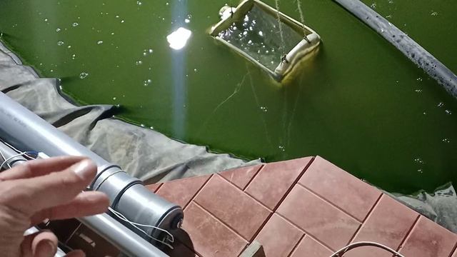 3й день работы УФ лампы, что-то пошло не так. Как избавиться от цветения воды. Разведение карпов ко смотреть онлайн