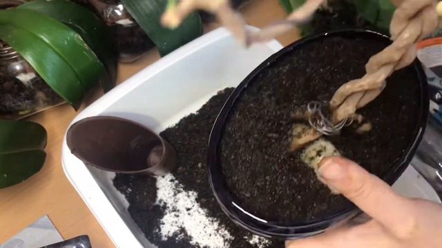 БЫСТРАЯ ПЕРЕСАДКА БОНСАЙ. смотреть онлайн