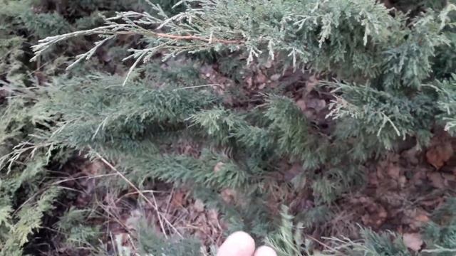 Отличие можжевельника казацкого от даурского, апрель, Сибирь смотреть онлайн