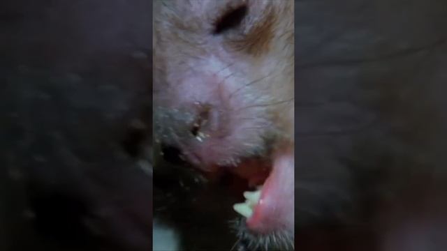 Дятел среди приматов! Мадагаскарская руконожка... ? Shorts смотреть онлайн