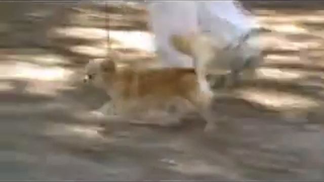 Franco Pinna "Liliana & Ermelinda" смотреть онлайн