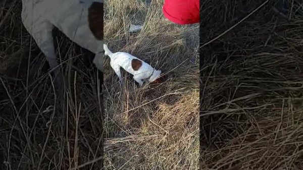 джек рассел на охоте