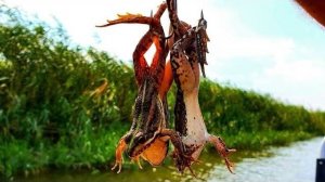 ГОЛОДНЫЕ СОМЫ ДУРЕТ ОТ ЭТОЙ НАЖИВКИ ТАКАЯ рыбалка БЫВАЕТ ТОЛЬКО В Астрахани