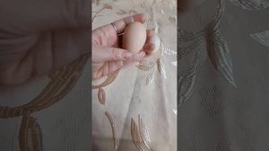 //Курица снесла маленькое яичко// Почему???#как