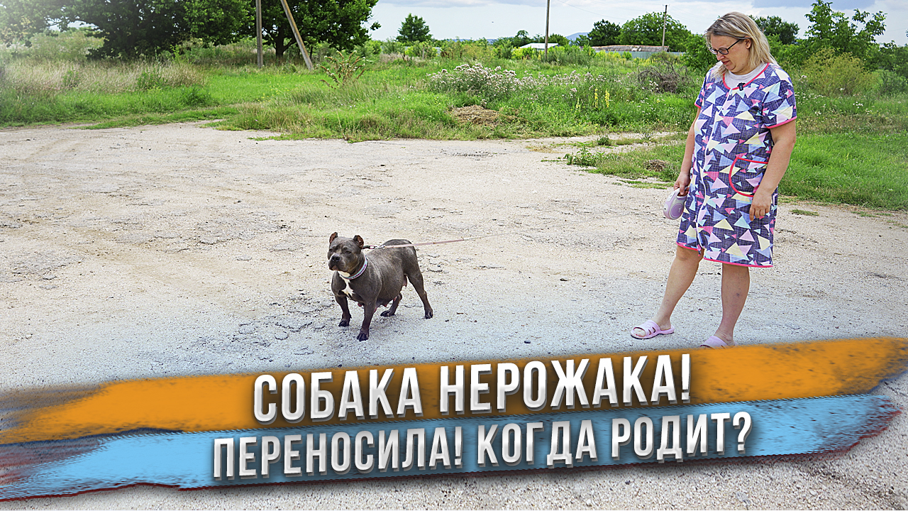 Ждать больше нельзя! Собаке пора рожать, а она не рожает! смотреть онлайн