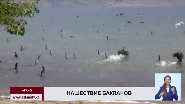 В ВКО бакланы истребляют рыбу смотреть онлайн