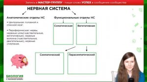 ВСЯ НЕРВНАЯ СИСТЕМА | ЕГЭ ПО БИОЛОГИИ