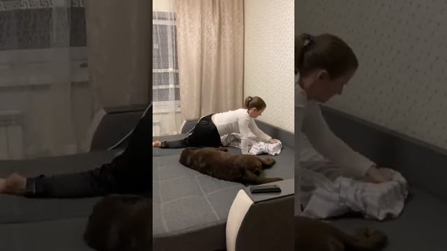 Говорят же, собака похожа на своего хозяина ?? | Тренды тик ток 2021 | Приколы с животными #shorts смотреть онлайн