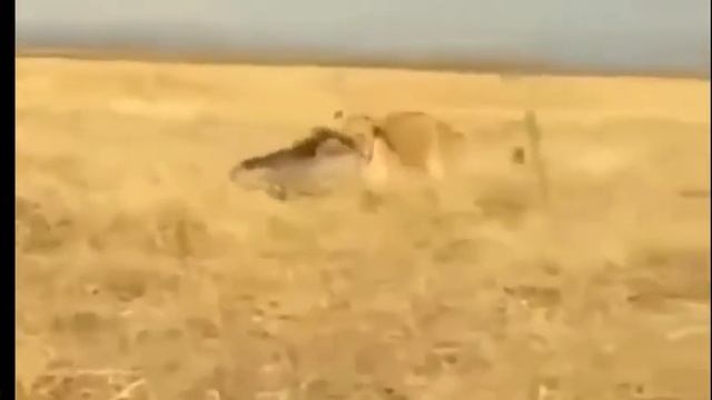 Уолт Дисней представляет смотреть онлайн
