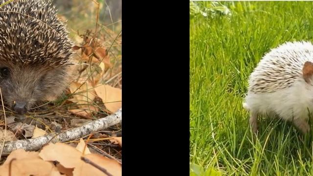 Ежики картинки смотреть онлайн