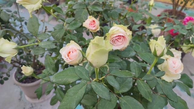 🌹🌹Exhibition Quality Rose La Perla | Hybrid Tea Rose La perla | Cut Flower Rose La perla | La Perl смотреть онлайн