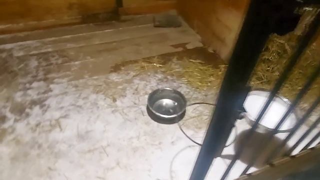 Подарок от Партнёров/Кормлю лаек/ смотреть онлайн