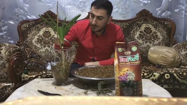 Реанимация Орхидеи Ванда в грунте для орхидей Zeoflora!