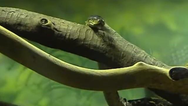 10 черепахи , змеи ящерицы смотреть онлайн