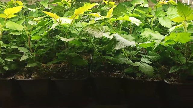 #2 Ежевика Блэк бьют ex.Vitro 2023. Спустя 2 недели смотреть онлайн