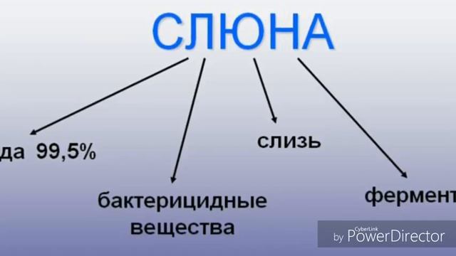 Что такое слюна. Экзаменационный Вопрос № 6. смотреть онлайн