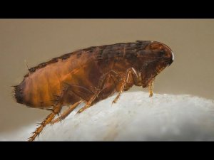 Как избавится от земляных  домашних блох.  Как избавится от блох в доме. domestic flea