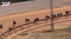 Australian greyhound dog racing - Track race