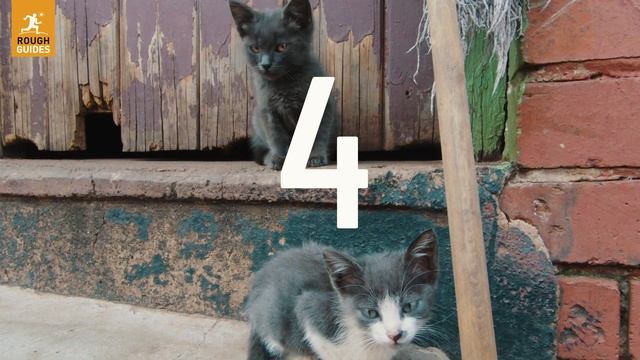 5 Things to do in Johannesburg, South Africa смотреть онлайн