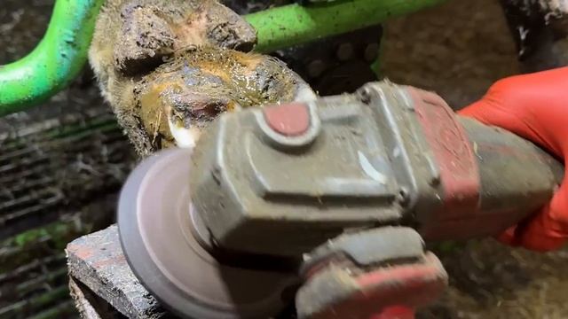 SLICING PURPLE HOOF HORN ... from a cow's foot смотреть онлайн