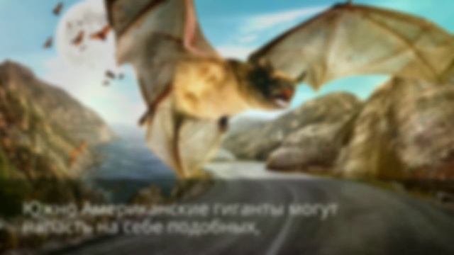 Чем питаются летучие мыши смотреть онлайн