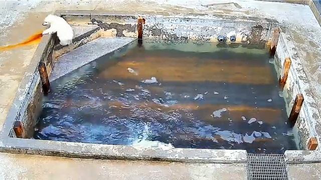 Мама прибежала проконтролировать купание малыша #Зоопарк Толедо смотреть онлайн