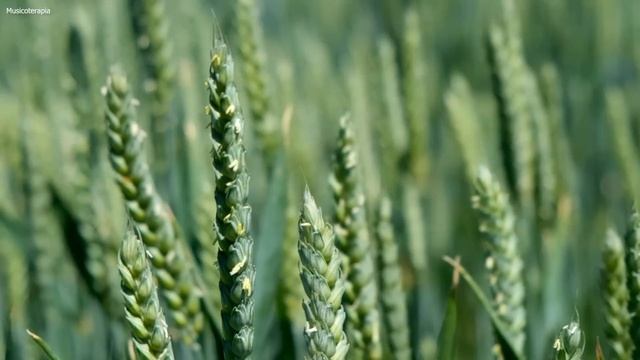 Relaxing Celtic Music • Fantasy Music For Relaxation & Meditation | Beautiful & Magical Celtic Musi