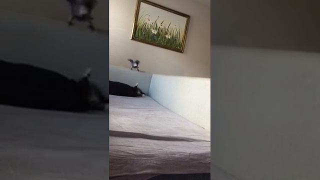 Попугай и Кот. Попугай воспитывает котенка смотреть онлайн