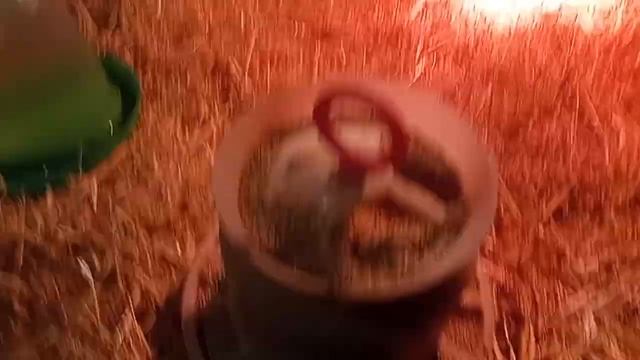 Чем кормить маленьких гусят. смотреть онлайн