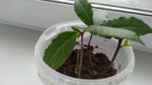 Как размножить лавр черенкованием. Лавр благородный в квартире.