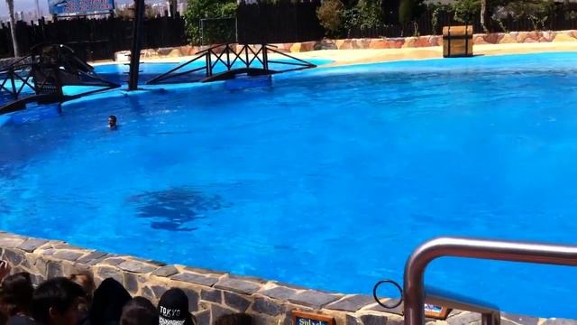 Супер представление-MundoMar Benidorm-развлечения на Коста Бланке в Испании смотреть онлайн
