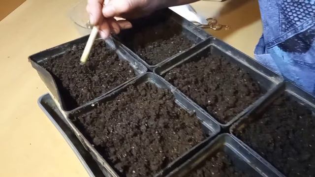 Посев семян перца смотреть онлайн