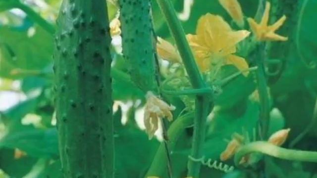 Сорт Огурцов Геркулес смотреть онлайн