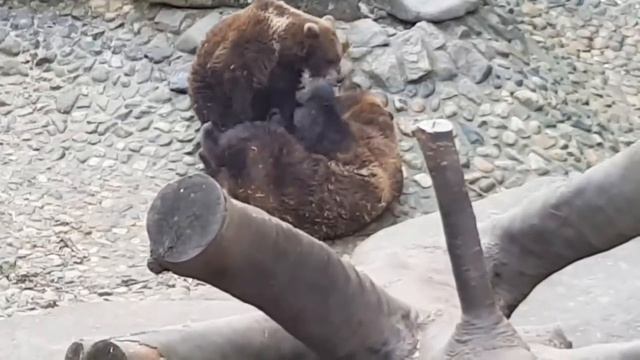 ЗАБОЛЕЛ В ПОСЛЕДНИЙ ДЕНЬ ОТПУСКА.СИЖУ НА БОЛЬНИЧНОМ. смотреть онлайн