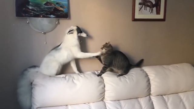 Лиса(лисица)©🎦