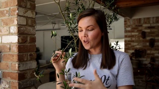 Will My Olive Tree Produce Fruit? | Catherine Arensberg