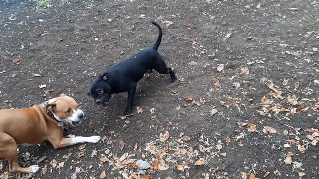 Staffy vs Amstaff смотреть онлайн