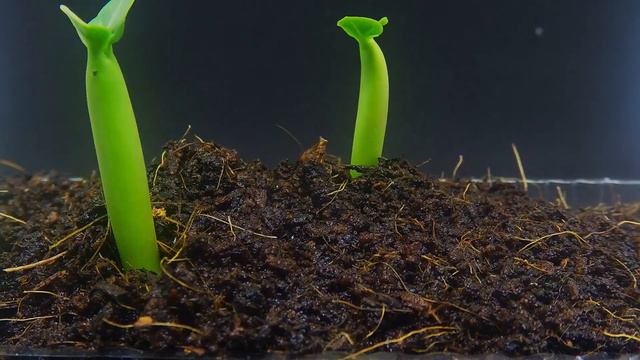 Adenium seed germination timelapse- Hallucinate me! смотреть онлайн