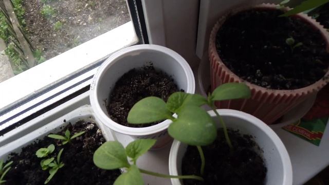 Зеленые уголки