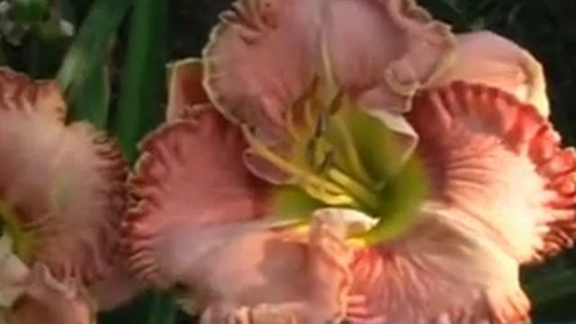 лилейник daylily JAMAICAN RAINBOWS.mpg смотреть онлайн