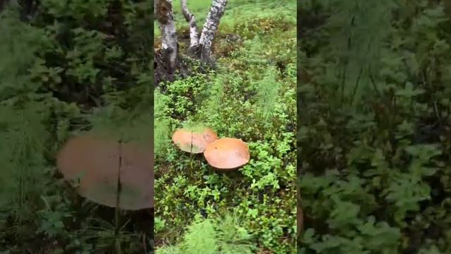 СЕВЕР ! Путешествуем на квадроциклах ! @NorthWayATVclub #квадроцикл #кольскийполуостров смотреть онлайн